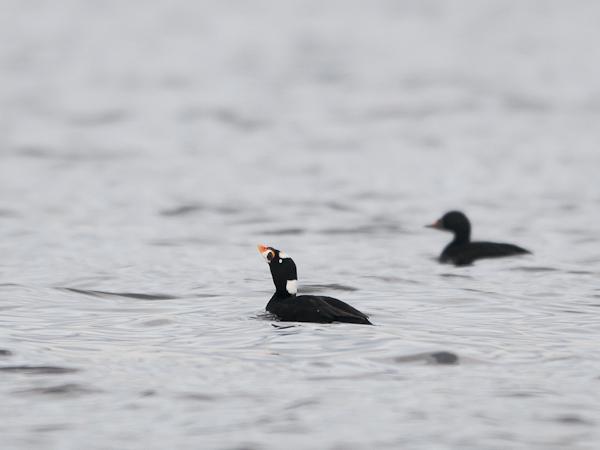 Pilkkaniska, Surf Scoter, Melanitta perspicillata